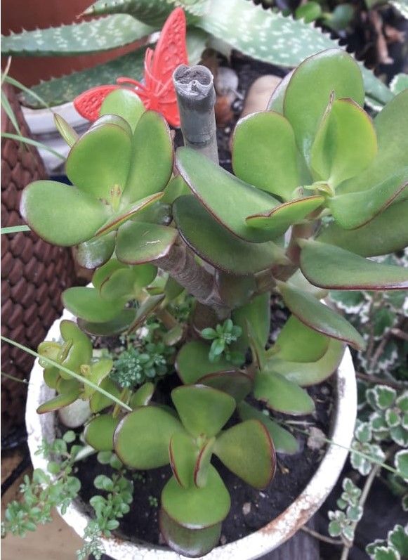 ARBOLDEJADE
