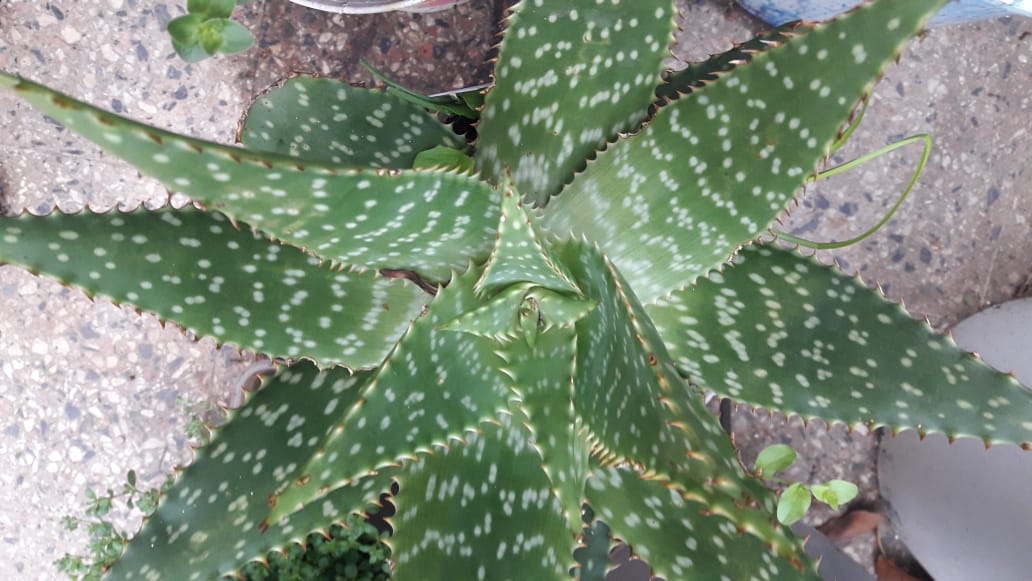 Aloe Maculata