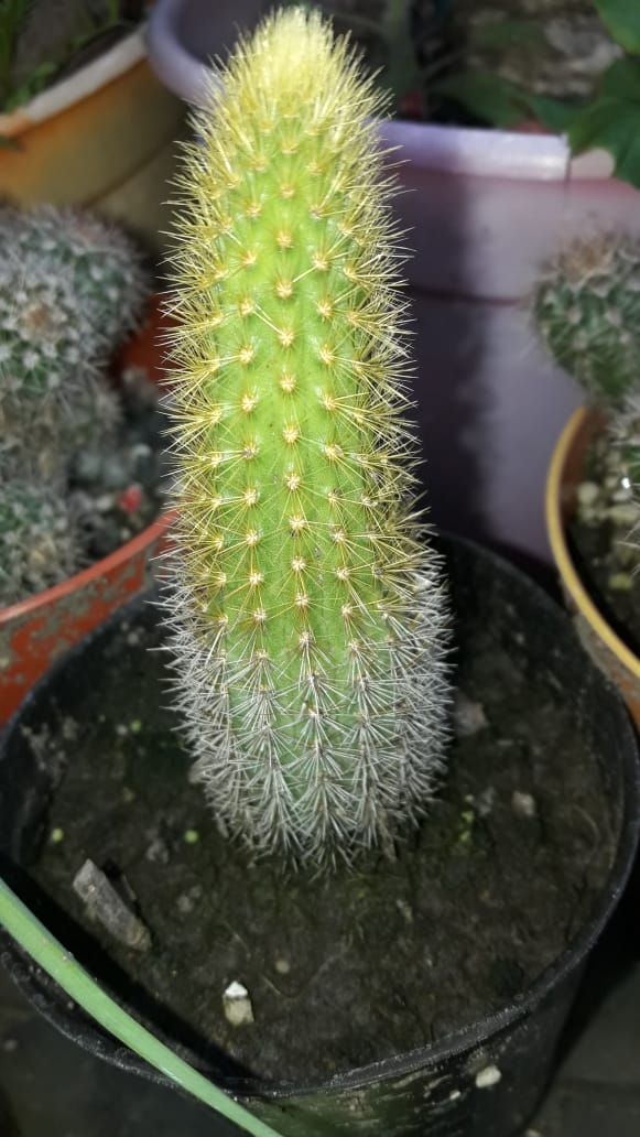 CleistocactusWinteri