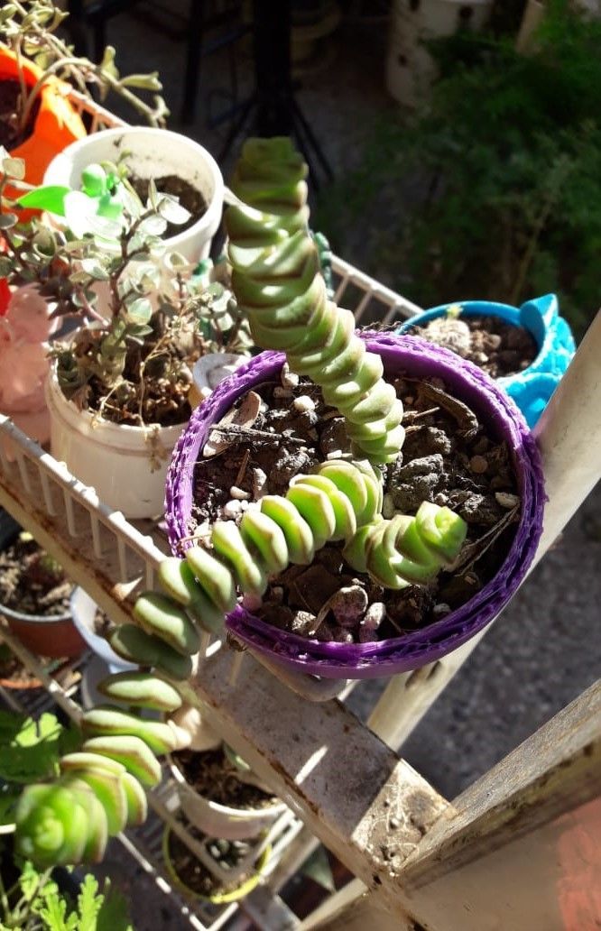Crassula Rupestris