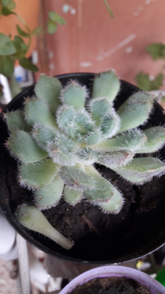 Echeveria Setosa