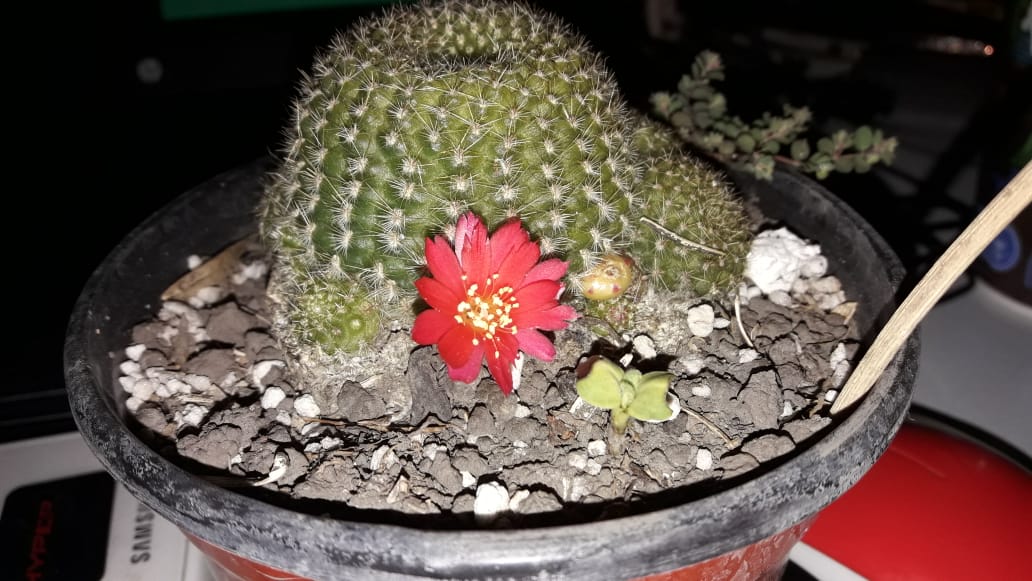 Echinocereus TrIglochidiatus