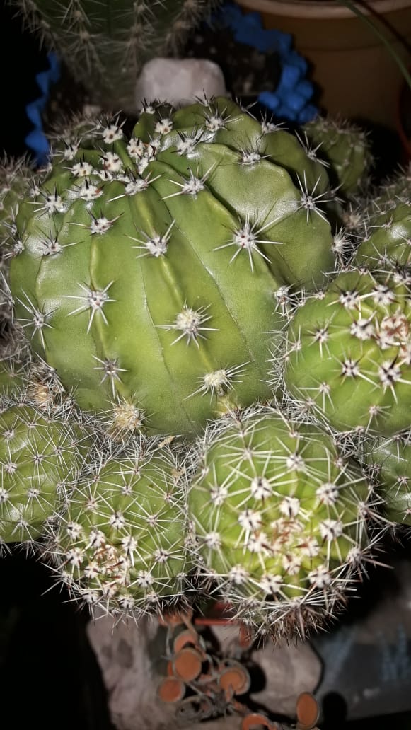 Echinopsis oxygona o Echinopsis multiplex