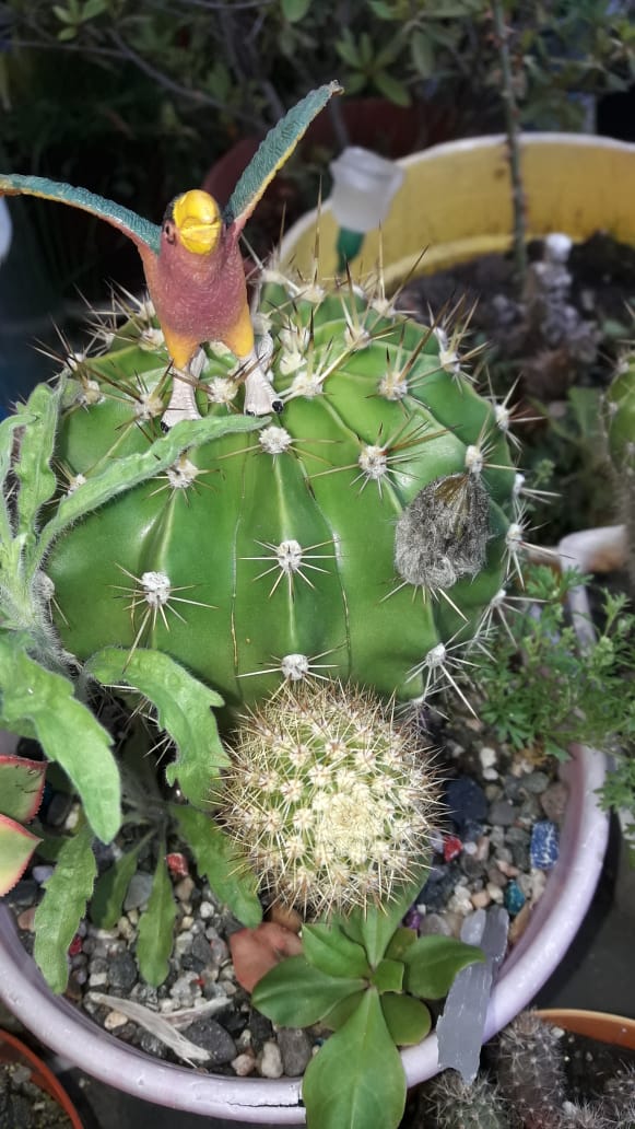 Echinopsis oxygona o Echinopsis multiplex1