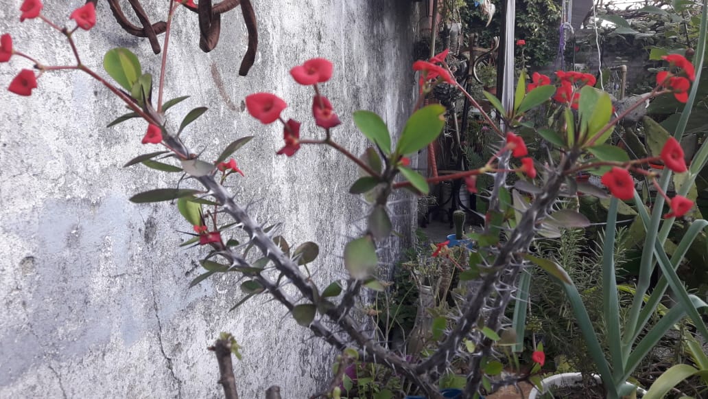 Euphorbia milii o Corona de Cristo