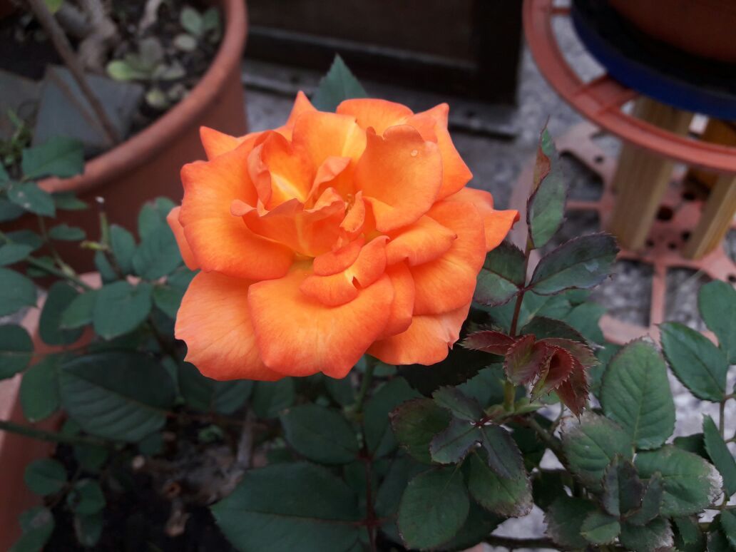 IMG 20180401 WA0018