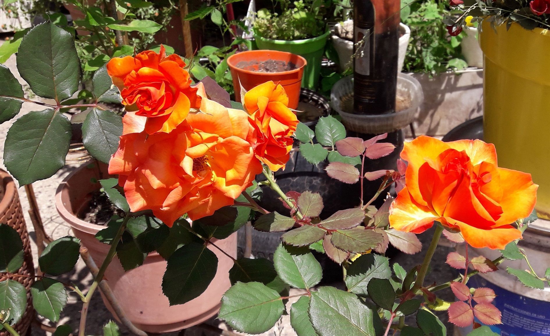 IMG 20181109 WA0007