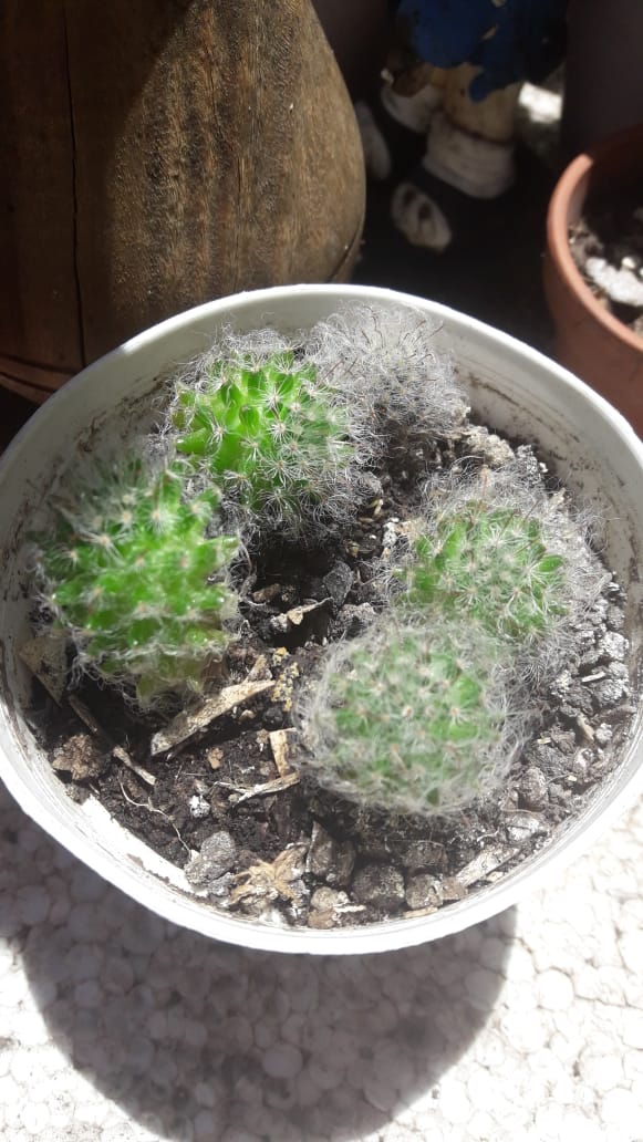 Mammillaria Bocasana1