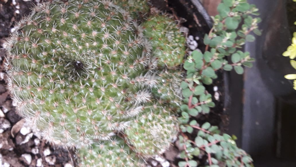 Mammillaria Winterae