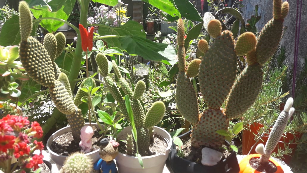 Opuntia Microdasys