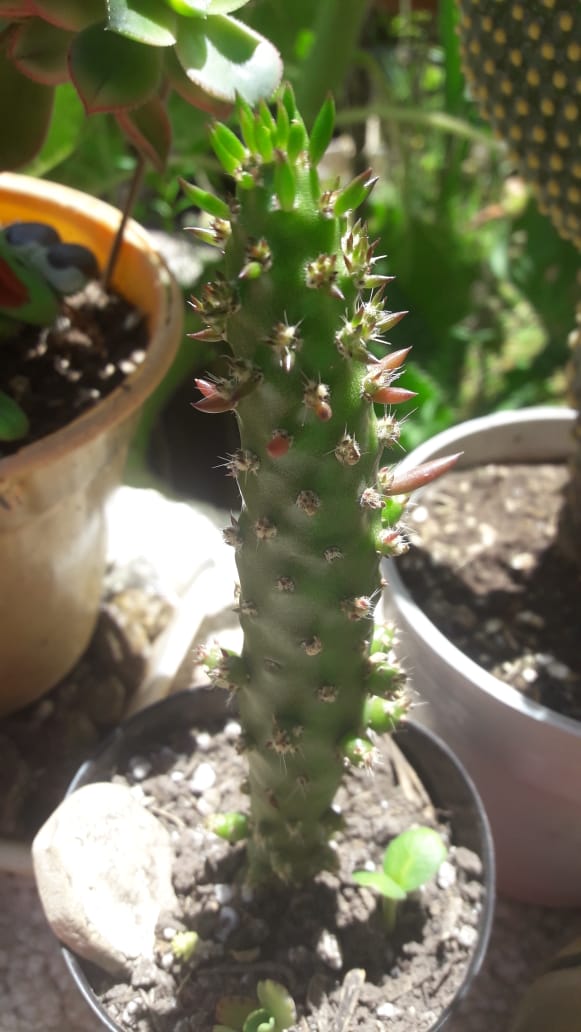 Opuntia cylíndrica