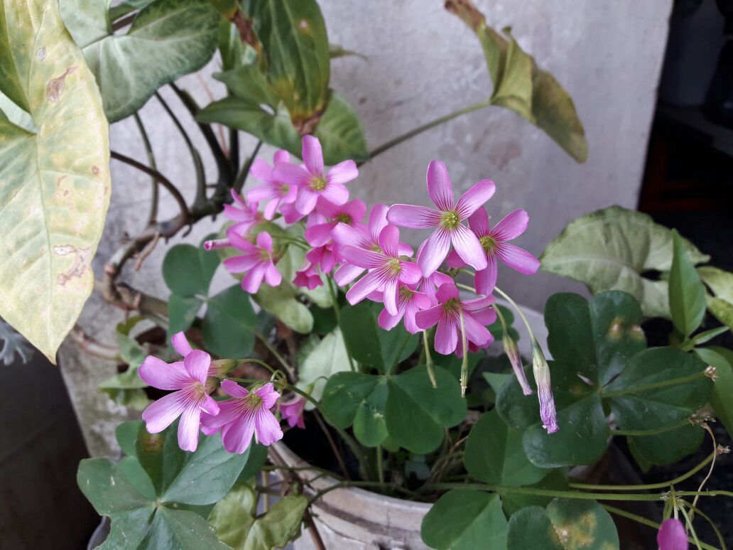 Oxalis