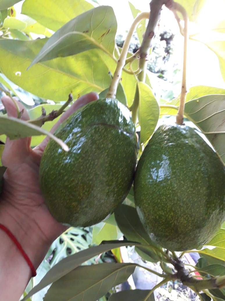 Palta