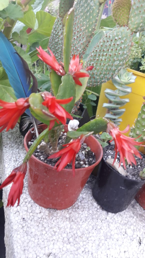 Schlumbergero Gaertneri ó Cactus de Pascua ó cactus Santa Teresa 2