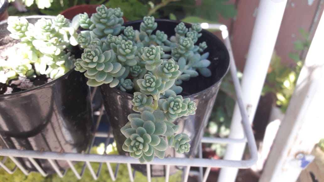 Sedum Dasyphyllum