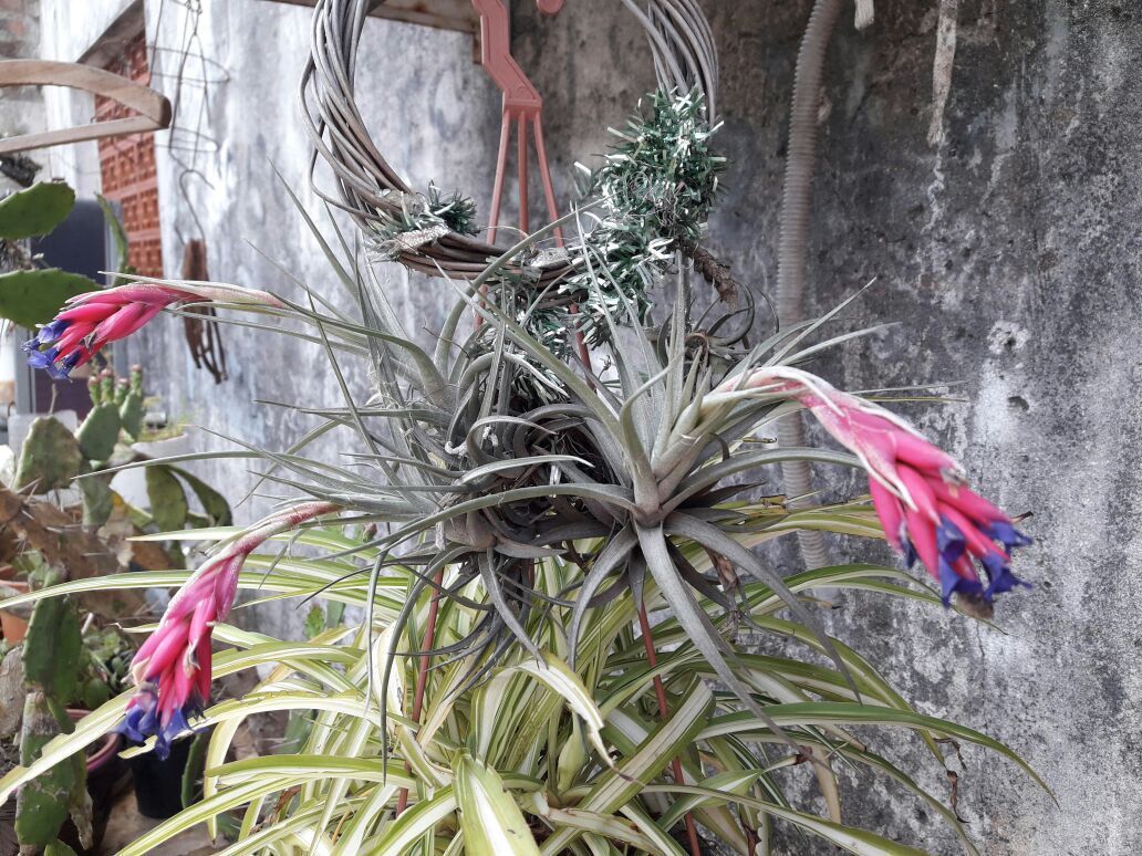 Tillandsia fasciculata