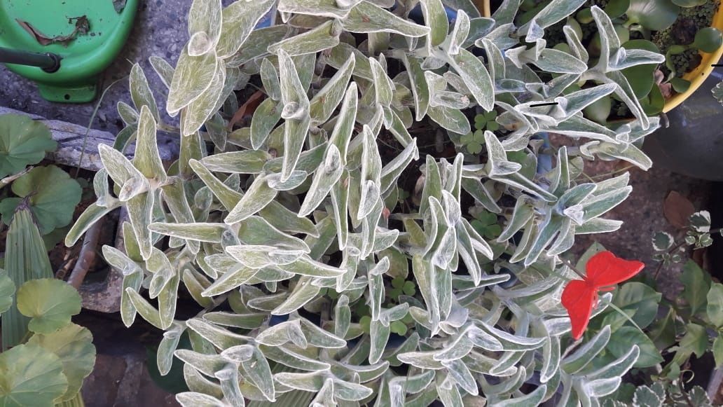 Tradescantia Sillamontana Matuda