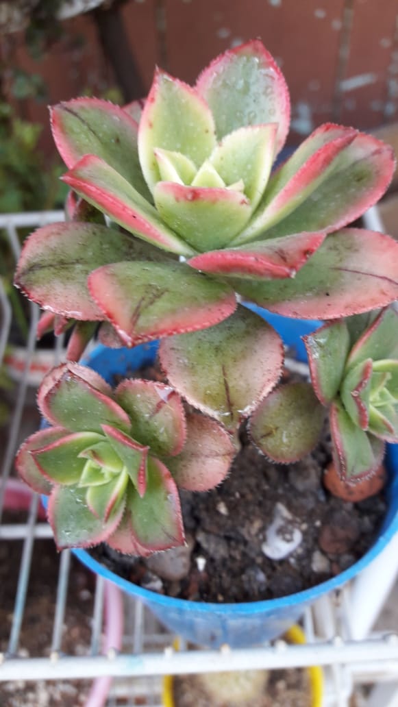 aeonium haworthii