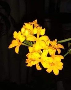 amarilla