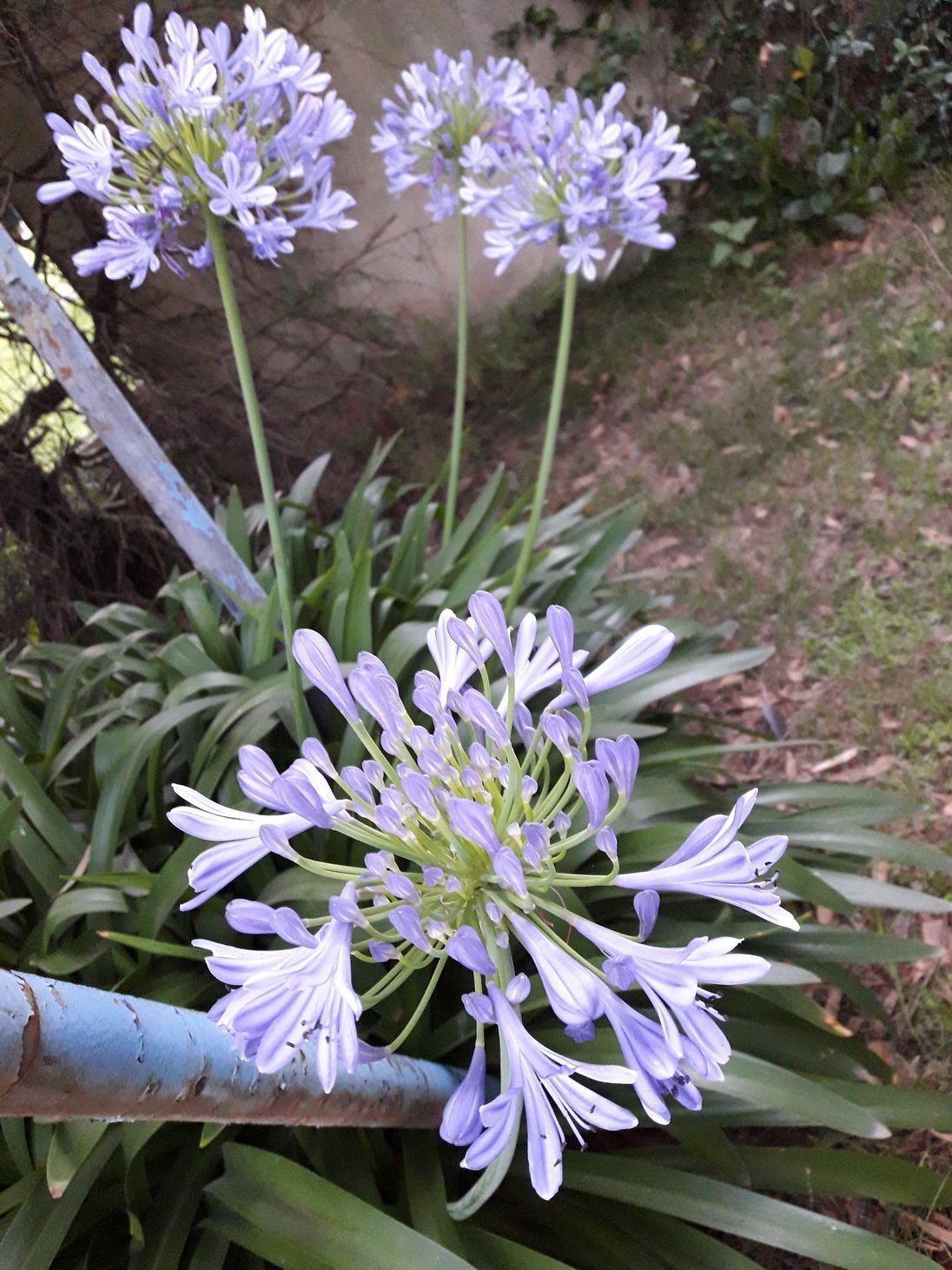 azul