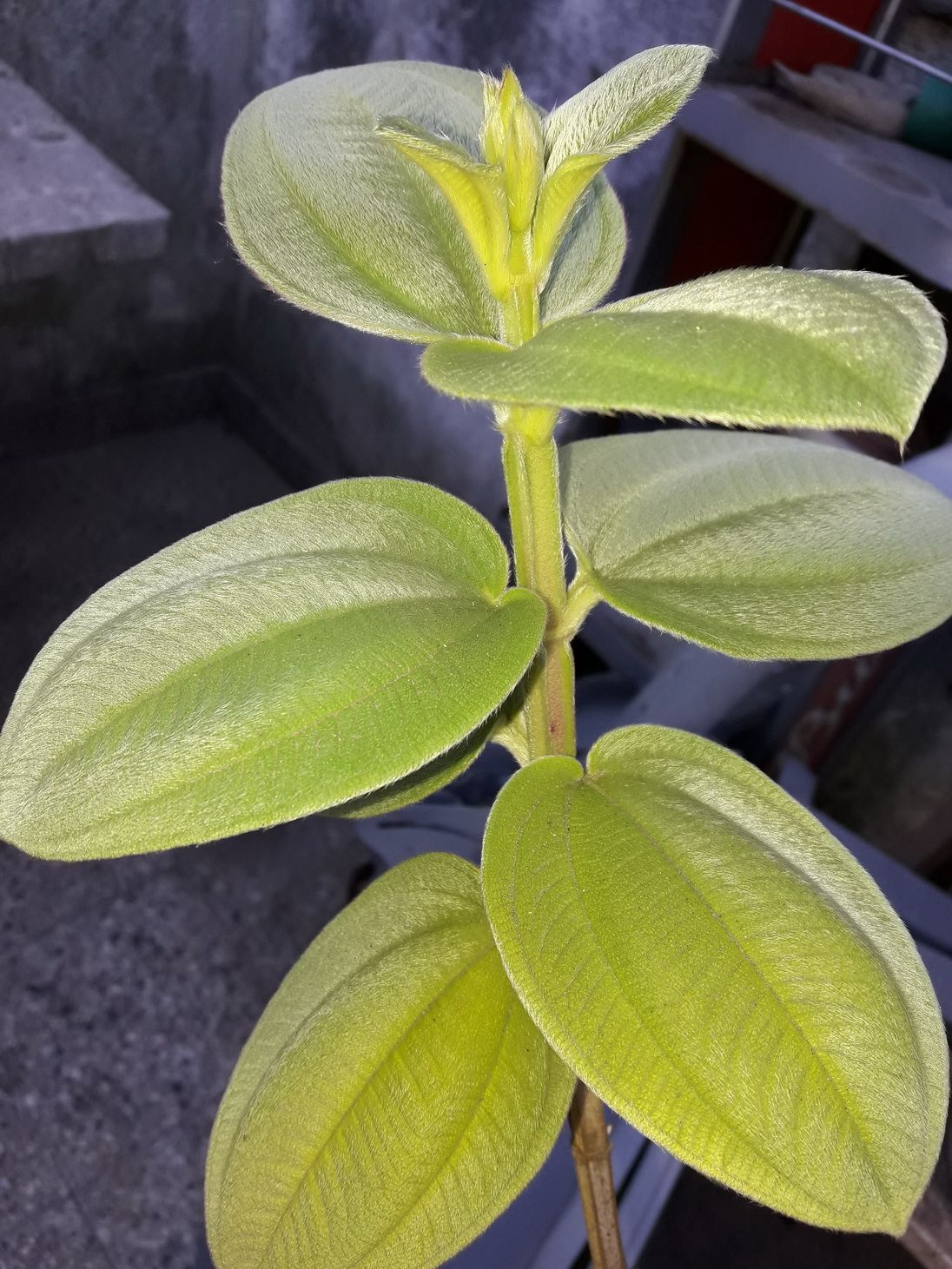 Flor de la Princesa