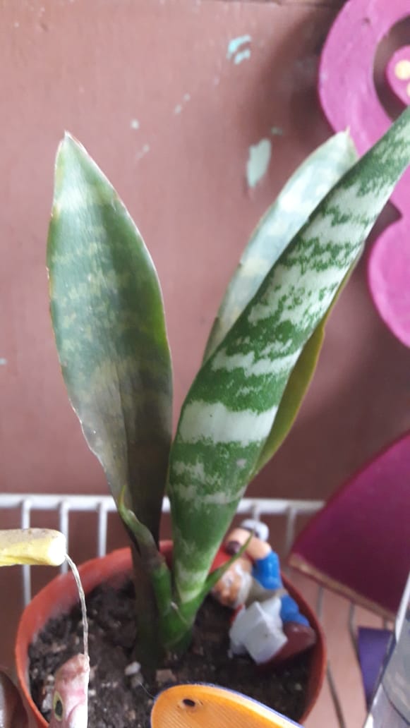 bonsai