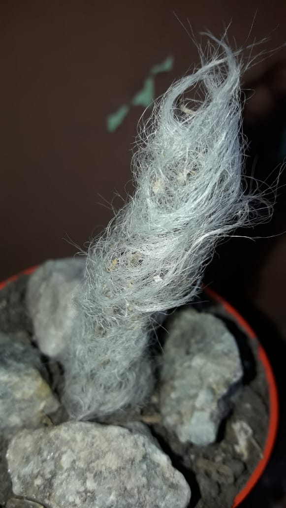 cactus abuelo