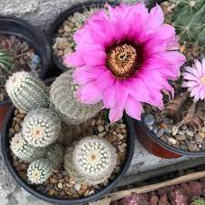 cactuss