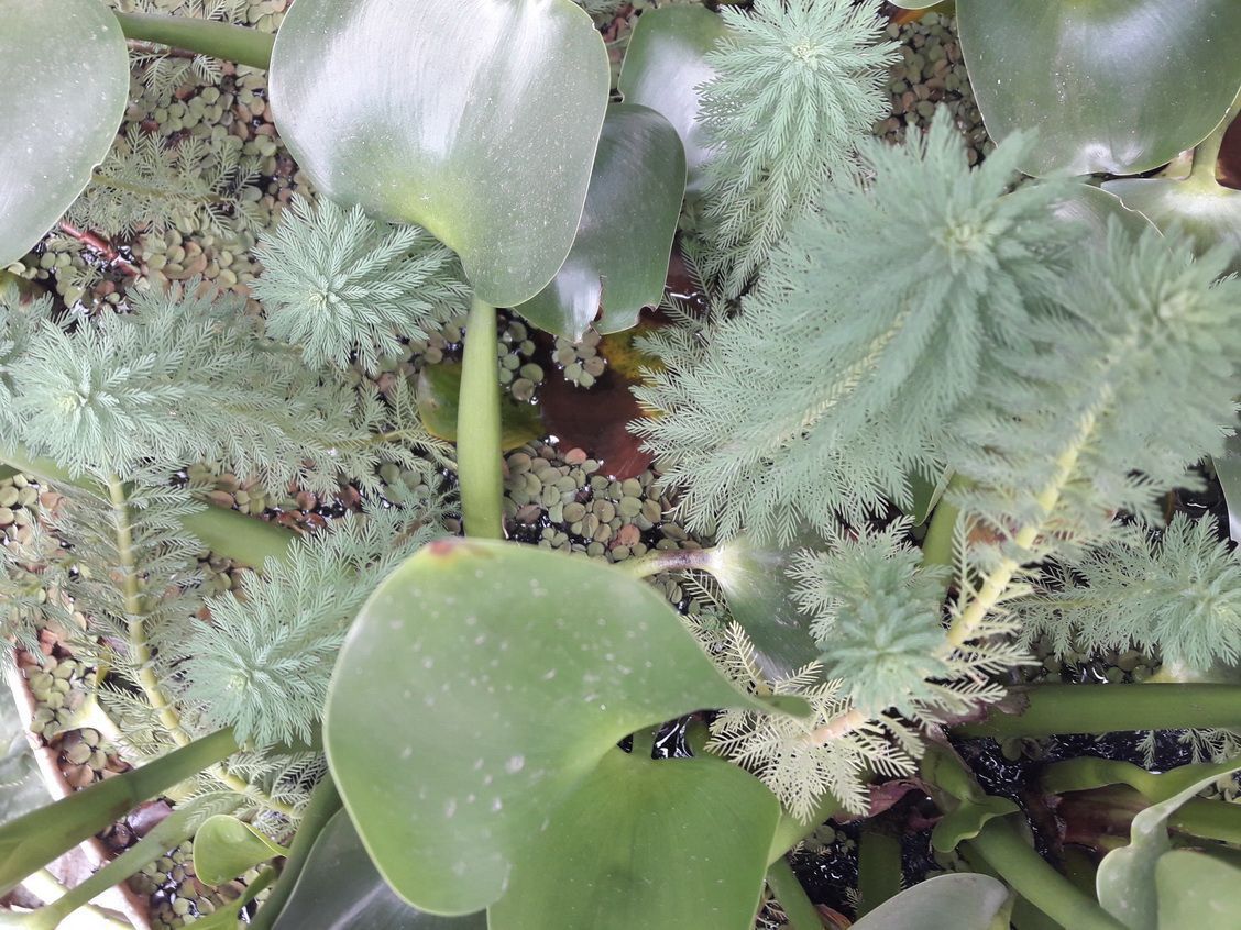 camalote