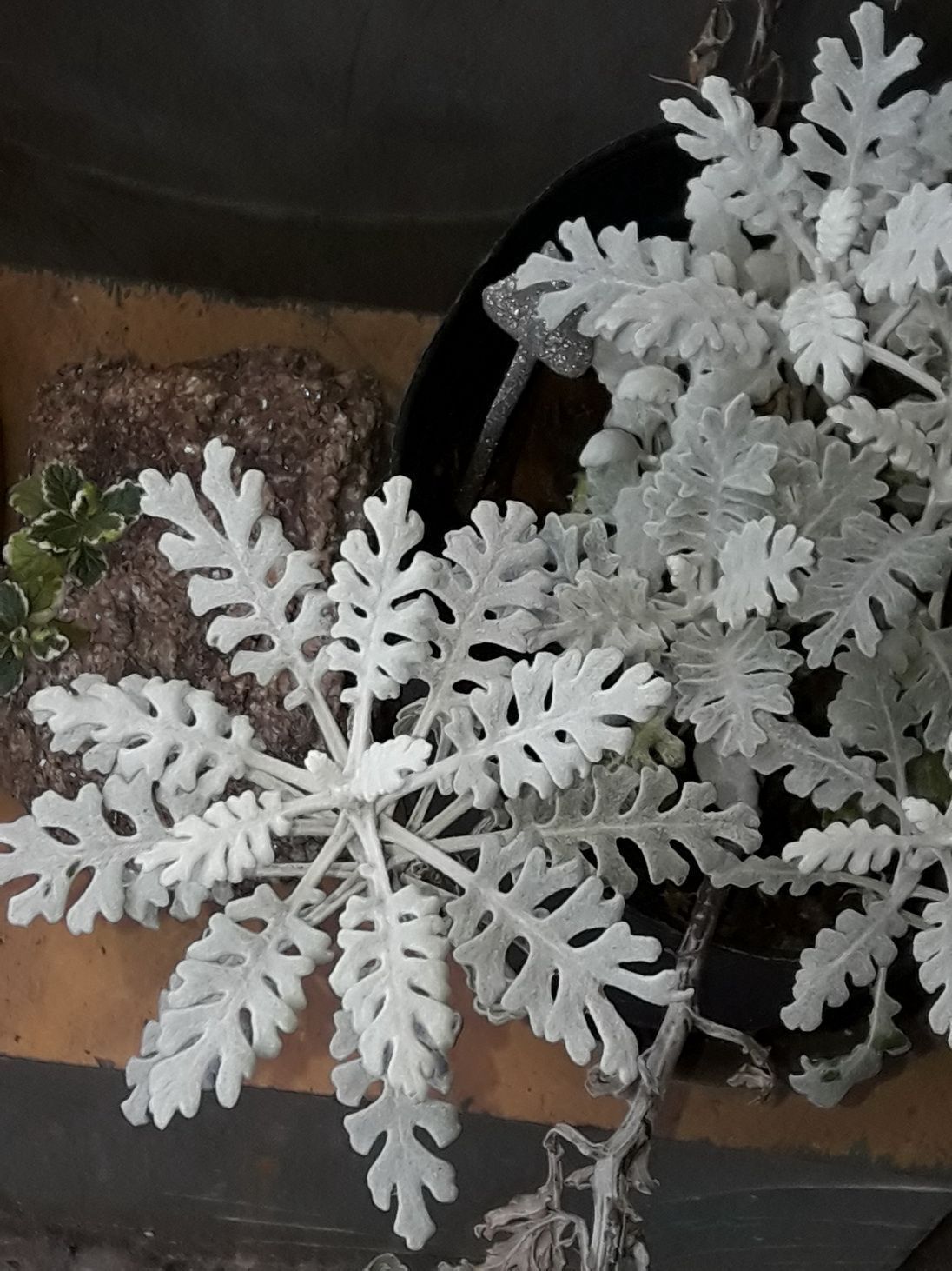 cineraria