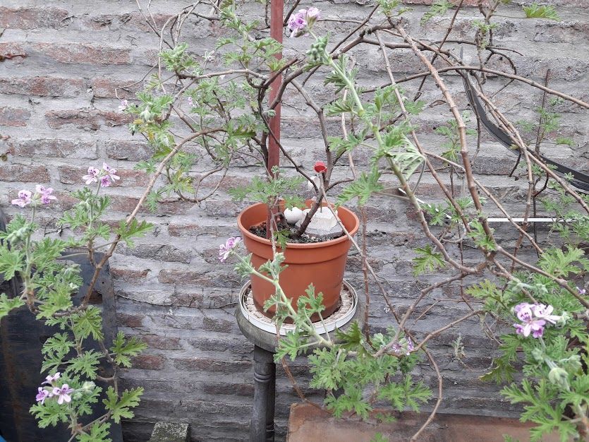 citronela