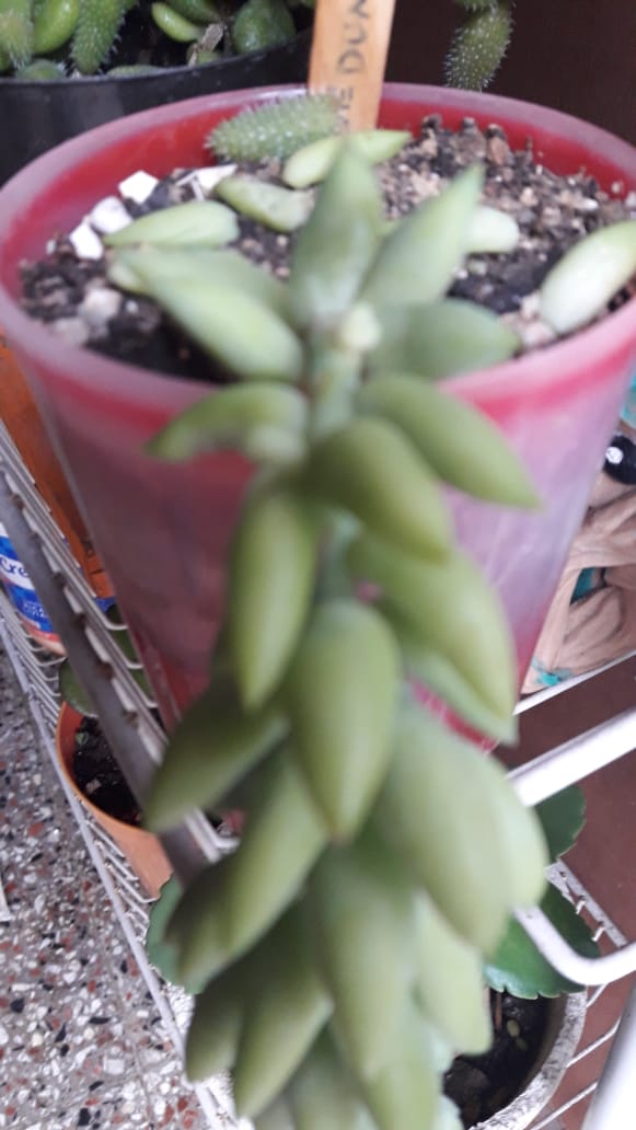 cola de burro