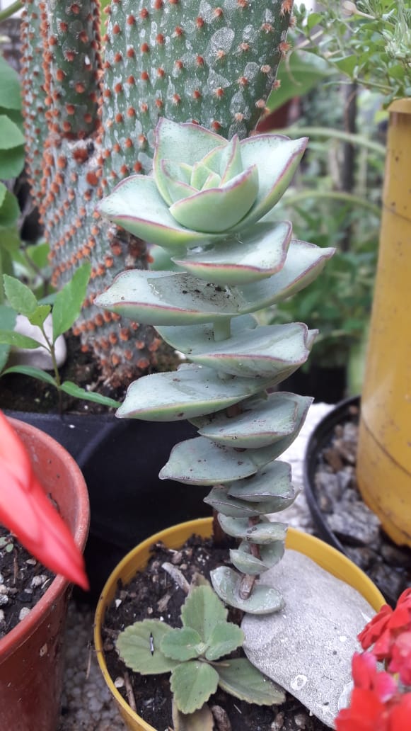 crasulaperforata
