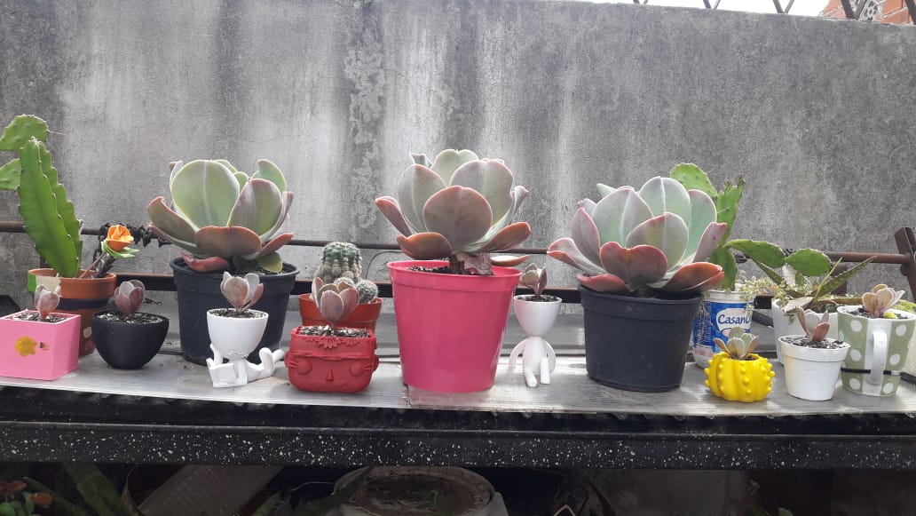 echeveria gibbiflora
