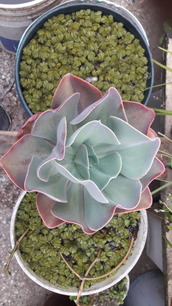 echeveria gibbiflora gigantea