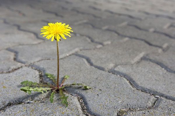 flor en pavimento