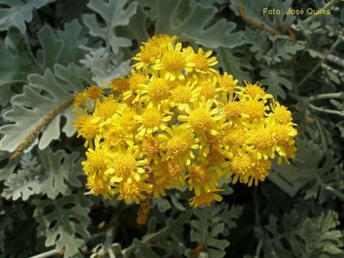 flores amarillas