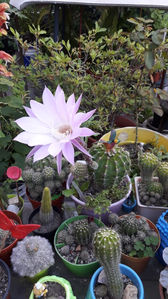 florprefe