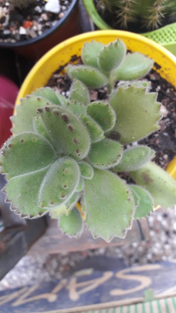 garrita de oso