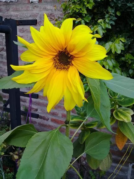 girasol
