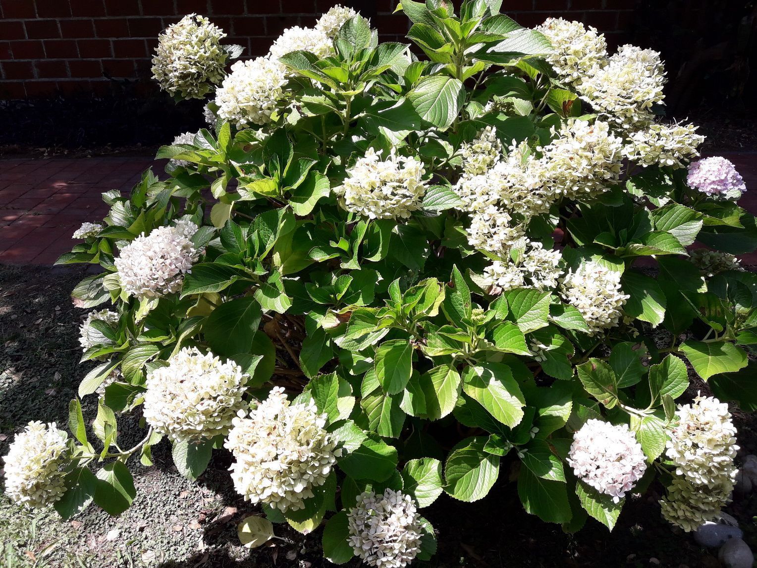 hortensia