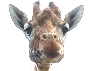 jirafa
