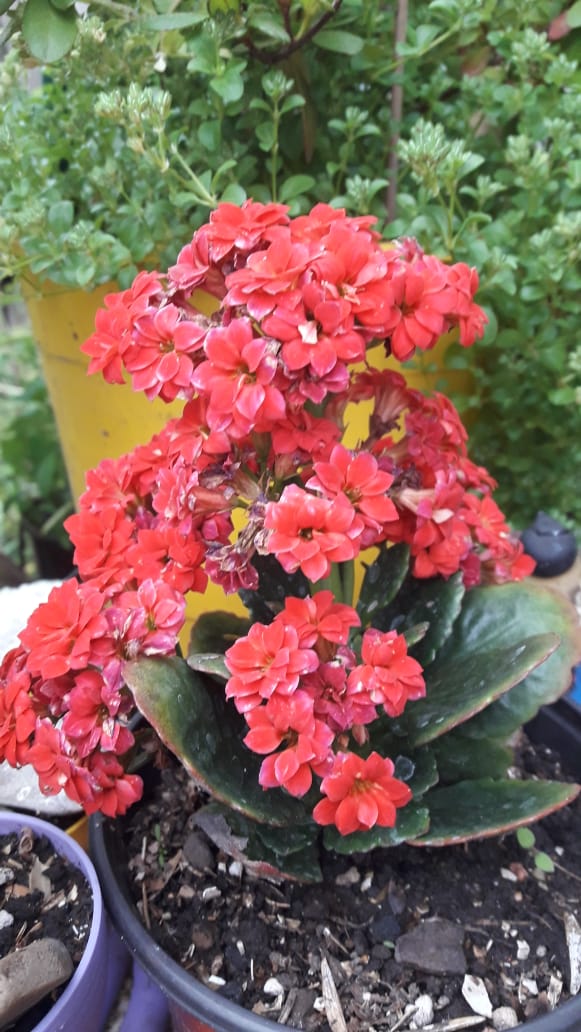 kalanchoe blossfeldiana