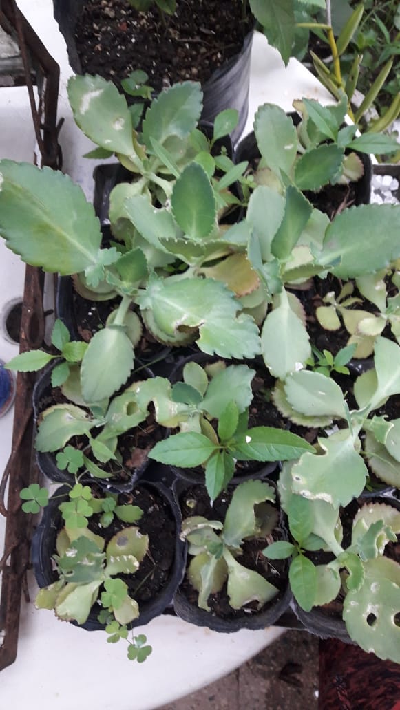 kalanchoe daigremontiana