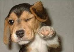 perrito