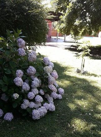 rosa
