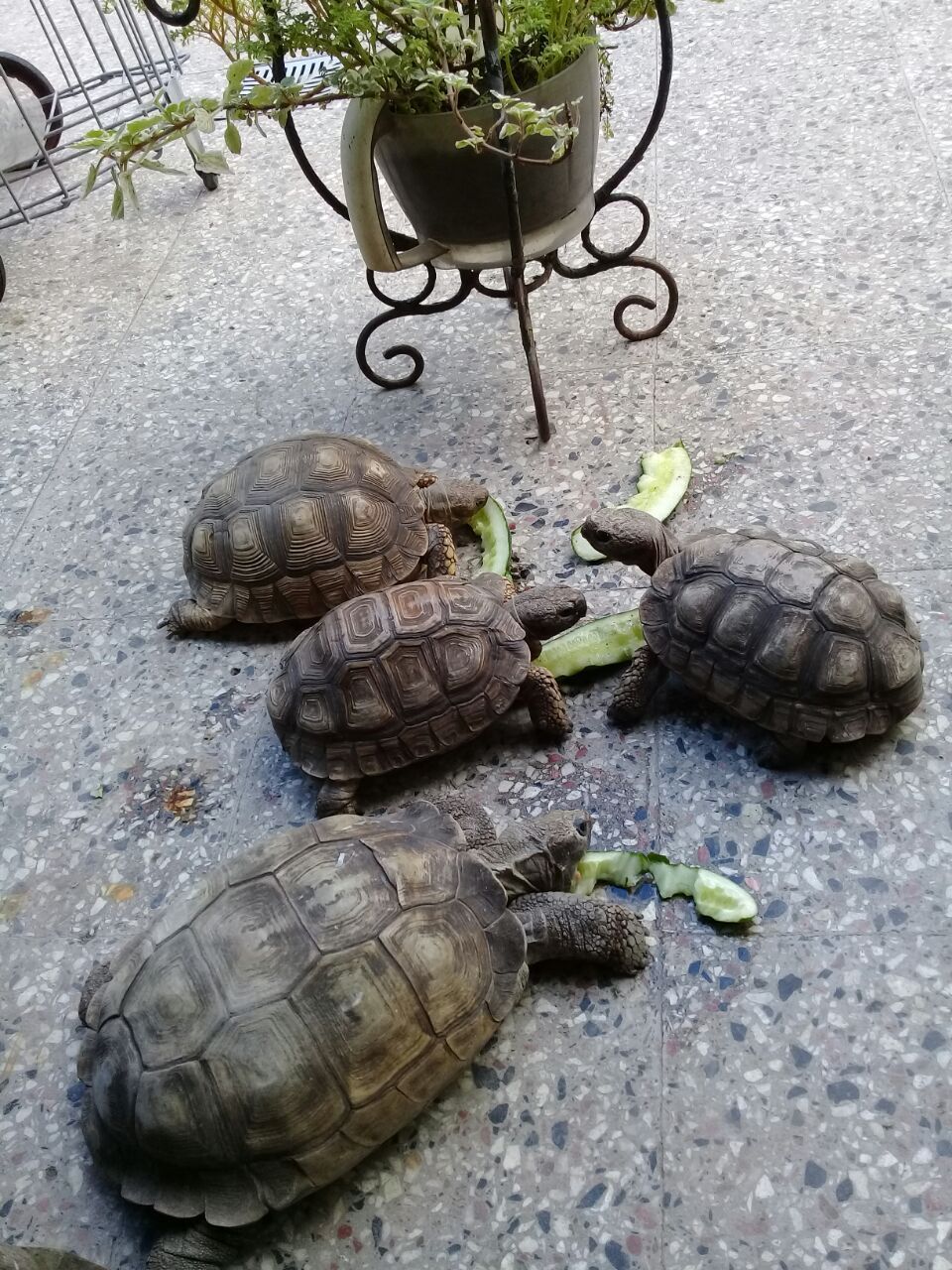 tortugas